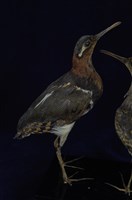 藏品(彩鷸)的圖片